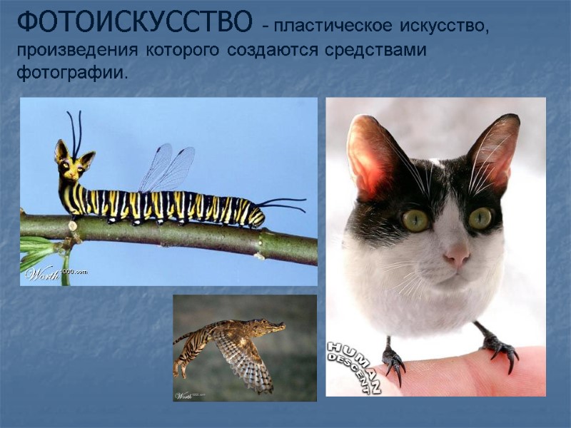 ФОТОИСКУССТВО - пластическое искусство, произведения которого создаются средствами фотографии.